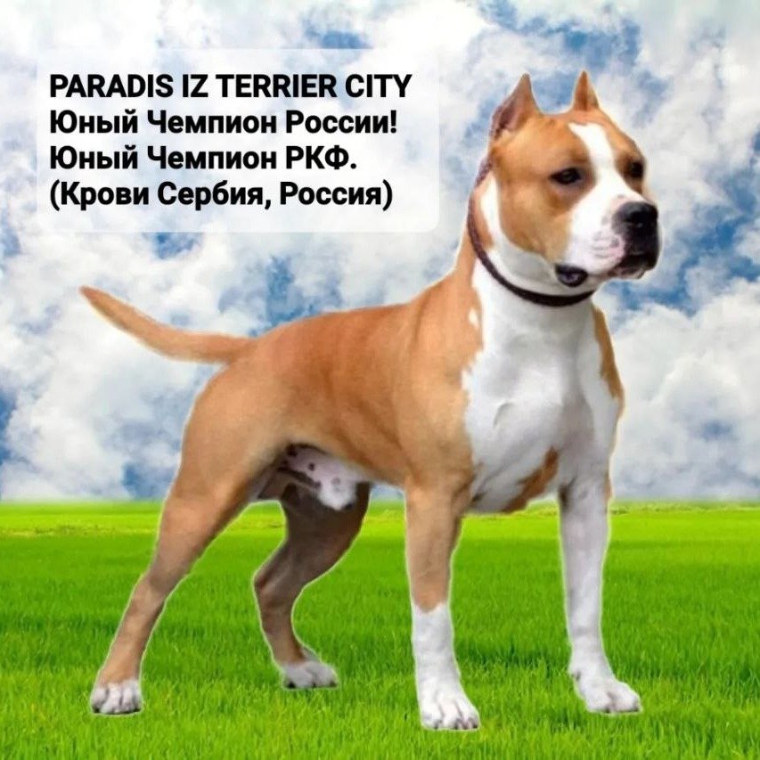 Парадиз Из Терьер Сити